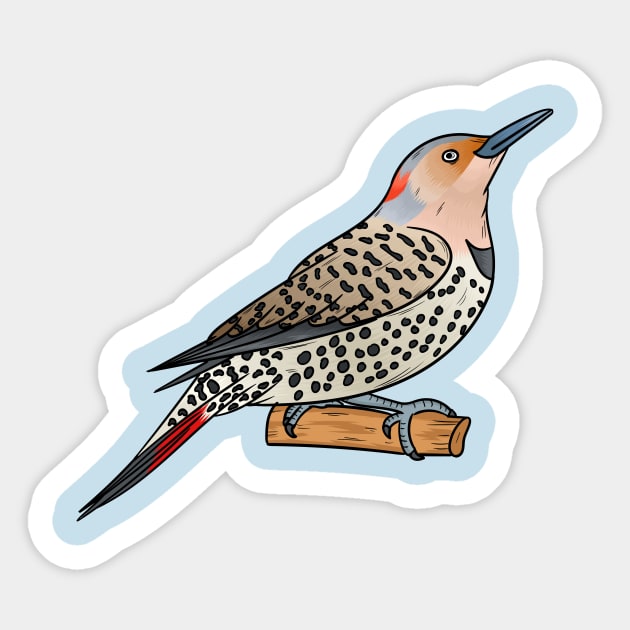 Northern flicker bird cartoon illustration Sticker by Cartoons of fun